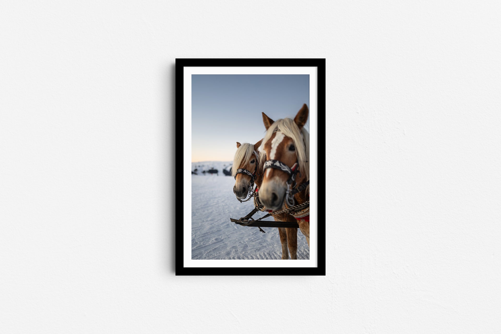 Horses